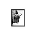 Picture of Buffalo Bill _GroupedProduct_Rectangle_Portrait_Photography _GroupedProduct_Rectangle_Portrait_Canvas_Framed_