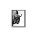 Picture of Buffalo Bill _GroupedProduct_Rectangle_Portrait_Photography _GroupedProduct_Rectangle_Portrait_Canvas_Framed_