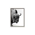 Picture of Buffalo Bill _GroupedProduct_Rectangle_Portrait_Photography _GroupedProduct_Rectangle_Portrait_Canvas_Framed_