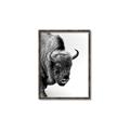 Picture of Buffalo Bill _GroupedProduct_Rectangle_Portrait_Photography _GroupedProduct_Rectangle_Portrait_Canvas_Framed_