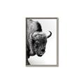 Picture of Buffalo Bill _GroupedProduct_Rectangle_Portrait_Photography _GroupedProduct_Rectangle_Portrait_Canvas_Framed_