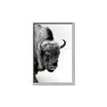 Picture of Buffalo Bill _GroupedProduct_Rectangle_Portrait_Photography _GroupedProduct_Rectangle_Portrait_Canvas_Framed_