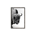 Picture of Buffalo Bill _GroupedProduct_Rectangle_Portrait_Photography _GroupedProduct_Rectangle_Portrait_Canvas_Framed_