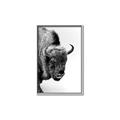 Picture of Buffalo Bill _GroupedProduct_Rectangle_Portrait_Photography _GroupedProduct_Rectangle_Portrait_Canvas_Framed_