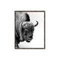 Picture of Buffalo Bill _GroupedProduct_Rectangle_Portrait_Photography _GroupedProduct_Rectangle_Portrait_Canvas_Framed_