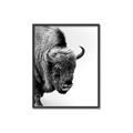 Picture of Buffalo Bill _GroupedProduct_Rectangle_Portrait_Photography _GroupedProduct_Rectangle_Portrait_Canvas_Framed_