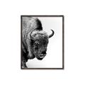 Picture of Buffalo Bill _GroupedProduct_Rectangle_Portrait_Photography _GroupedProduct_Rectangle_Portrait_Canvas_Framed_