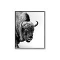 Picture of Buffalo Bill _GroupedProduct_Rectangle_Portrait_Photography _GroupedProduct_Rectangle_Portrait_Canvas_Framed_