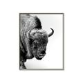 Picture of Buffalo Bill _GroupedProduct_Rectangle_Portrait_Photography _GroupedProduct_Rectangle_Portrait_Canvas_Framed_