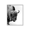 Picture of Buffalo Bill _GroupedProduct_Rectangle_Portrait_Photography _GroupedProduct_Rectangle_Portrait_Canvas_Framed_