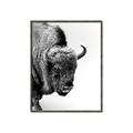 Picture of Buffalo Bill _GroupedProduct_Rectangle_Portrait_Photography _GroupedProduct_Rectangle_Portrait_Canvas_Framed_