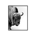 Picture of Buffalo Bill _GroupedProduct_Rectangle_Portrait_Photography _GroupedProduct_Rectangle_Portrait_Canvas_Framed_