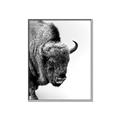Picture of Buffalo Bill _GroupedProduct_Rectangle_Portrait_Photography _GroupedProduct_Rectangle_Portrait_Canvas_Framed_