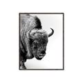 Picture of Buffalo Bill _GroupedProduct_Rectangle_Portrait_Photography _GroupedProduct_Rectangle_Portrait_Canvas_Framed_