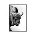 Picture of Buffalo Bill _GroupedProduct_Rectangle_Portrait_Photography _GroupedProduct_Rectangle_Portrait_Canvas_Framed_