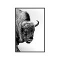 Picture of Buffalo Bill _GroupedProduct_Rectangle_Portrait_Photography _GroupedProduct_Rectangle_Portrait_Canvas_Framed_