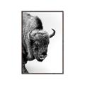 Picture of Buffalo Bill _GroupedProduct_Rectangle_Portrait_Photography _GroupedProduct_Rectangle_Portrait_Canvas_Framed_