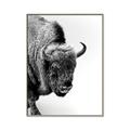Picture of Buffalo Bill _GroupedProduct_Rectangle_Portrait_Photography _GroupedProduct_Rectangle_Portrait_Canvas_Framed_
