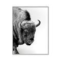 Picture of Buffalo Bill _GroupedProduct_Rectangle_Portrait_Photography _GroupedProduct_Rectangle_Portrait_Canvas_Framed_