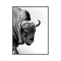 Picture of Buffalo Bill _GroupedProduct_Rectangle_Portrait_Photography _GroupedProduct_Rectangle_Portrait_Canvas_Framed_