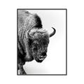 Picture of Buffalo Bill _GroupedProduct_Rectangle_Portrait_Photography _GroupedProduct_Rectangle_Portrait_Canvas_Framed_