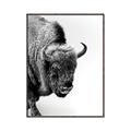 Picture of Buffalo Bill _GroupedProduct_Rectangle_Portrait_Photography _GroupedProduct_Rectangle_Portrait_Canvas_Framed_