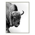 Picture of Buffalo Bill _GroupedProduct_Rectangle_Portrait_Photography _GroupedProduct_Rectangle_Portrait_Canvas_Framed_