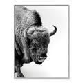 Picture of Buffalo Bill _GroupedProduct_Rectangle_Portrait_Photography _GroupedProduct_Rectangle_Portrait_Canvas_Framed_
