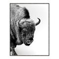 Picture of Buffalo Bill _GroupedProduct_Rectangle_Portrait_Photography _GroupedProduct_Rectangle_Portrait_Canvas_Framed_