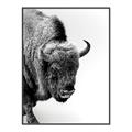 Picture of Buffalo Bill _GroupedProduct_Rectangle_Portrait_Photography _GroupedProduct_Rectangle_Portrait_Canvas_Framed_