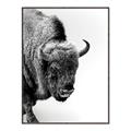 Picture of Buffalo Bill _GroupedProduct_Rectangle_Portrait_Photography _GroupedProduct_Rectangle_Portrait_Canvas_Framed_