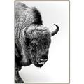 Picture of Buffalo Bill _GroupedProduct_Rectangle_Portrait_Photography _GroupedProduct_Rectangle_Portrait_Canvas_Framed_