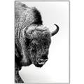 Picture of Buffalo Bill _GroupedProduct_Rectangle_Portrait_Photography _GroupedProduct_Rectangle_Portrait_Canvas_Framed_