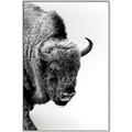 Picture of Buffalo Bill _GroupedProduct_Rectangle_Portrait_Photography _GroupedProduct_Rectangle_Portrait_Canvas_Framed_