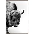 Picture of Buffalo Bill _GroupedProduct_Rectangle_Portrait_Photography _GroupedProduct_Rectangle_Portrait_Canvas_Framed_