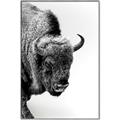 Picture of Buffalo Bill _GroupedProduct_Rectangle_Portrait_Photography _GroupedProduct_Rectangle_Portrait_Canvas_Framed_