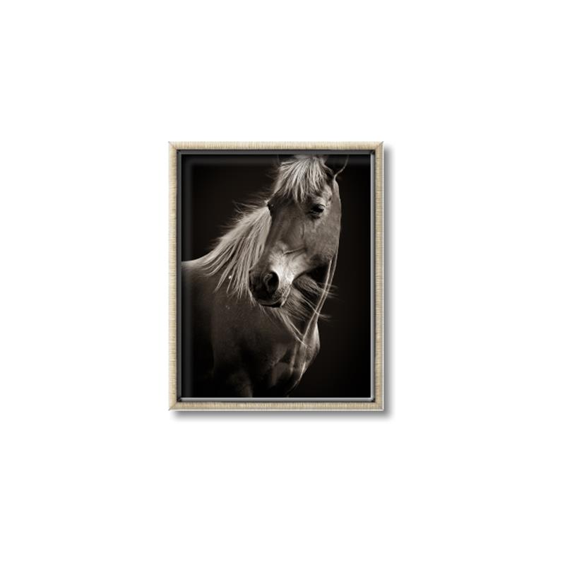 Picture of Ebony, the Horse _GroupedProduct_Rectangle_Portrait_Photography _GroupedProduct_Rectangle_Portrait_Canvas_Framed_