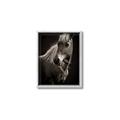 Picture of Ebony, the Horse _GroupedProduct_Rectangle_Portrait_Photography _GroupedProduct_Rectangle_Portrait_Canvas_Framed_