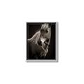 Picture of Ebony, the Horse _GroupedProduct_Rectangle_Portrait_Photography _GroupedProduct_Rectangle_Portrait_Canvas_Framed_