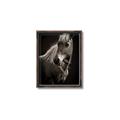 Picture of Ebony, the Horse _GroupedProduct_Rectangle_Portrait_Photography _GroupedProduct_Rectangle_Portrait_Canvas_Framed_