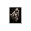 Picture of Ebony, the Horse _GroupedProduct_Rectangle_Portrait_Photography _GroupedProduct_Rectangle_Portrait_Canvas_Framed_