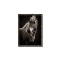 Picture of Ebony, the Horse _GroupedProduct_Rectangle_Portrait_Photography _GroupedProduct_Rectangle_Portrait_Canvas_Framed_