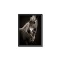 Picture of Ebony, the Horse _GroupedProduct_Rectangle_Portrait_Photography _GroupedProduct_Rectangle_Portrait_Canvas_Framed_