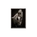 Picture of Ebony, the Horse _GroupedProduct_Rectangle_Portrait_Photography _GroupedProduct_Rectangle_Portrait_Canvas_Framed_