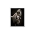 Picture of Ebony, the Horse _GroupedProduct_Rectangle_Portrait_Photography _GroupedProduct_Rectangle_Portrait_Canvas_Framed_