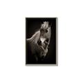 Picture of Ebony, the Horse _GroupedProduct_Rectangle_Portrait_Photography _GroupedProduct_Rectangle_Portrait_Canvas_Framed_