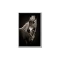 Picture of Ebony, the Horse _GroupedProduct_Rectangle_Portrait_Photography _GroupedProduct_Rectangle_Portrait_Canvas_Framed_