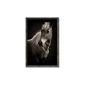Picture of Ebony, the Horse _GroupedProduct_Rectangle_Portrait_Photography _GroupedProduct_Rectangle_Portrait_Canvas_Framed_