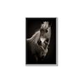 Picture of Ebony, the Horse _GroupedProduct_Rectangle_Portrait_Photography _GroupedProduct_Rectangle_Portrait_Canvas_Framed_