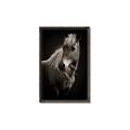 Picture of Ebony, the Horse _GroupedProduct_Rectangle_Portrait_Photography _GroupedProduct_Rectangle_Portrait_Canvas_Framed_